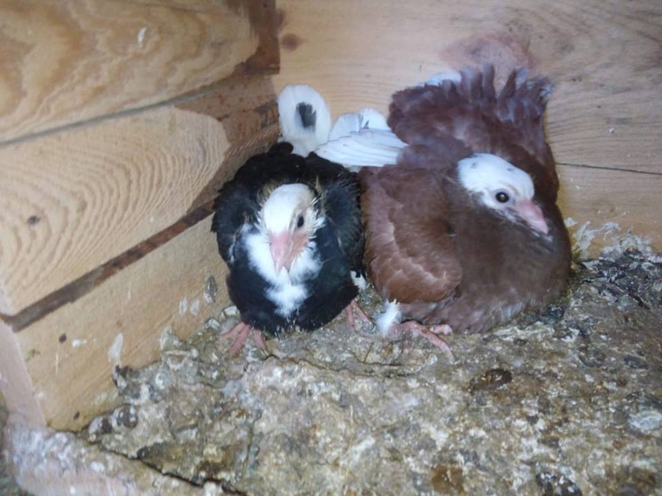 Alaşehir Caberfakılı Köyü Resimleri 3