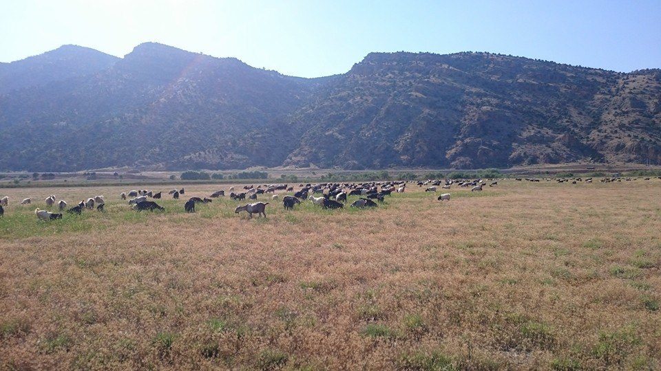 Afyon Dazkırı Sarıkavak Köyü Resimleri 19