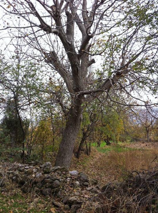 Afyon Dazkırı Sarıkavak Köyü Resimleri 22