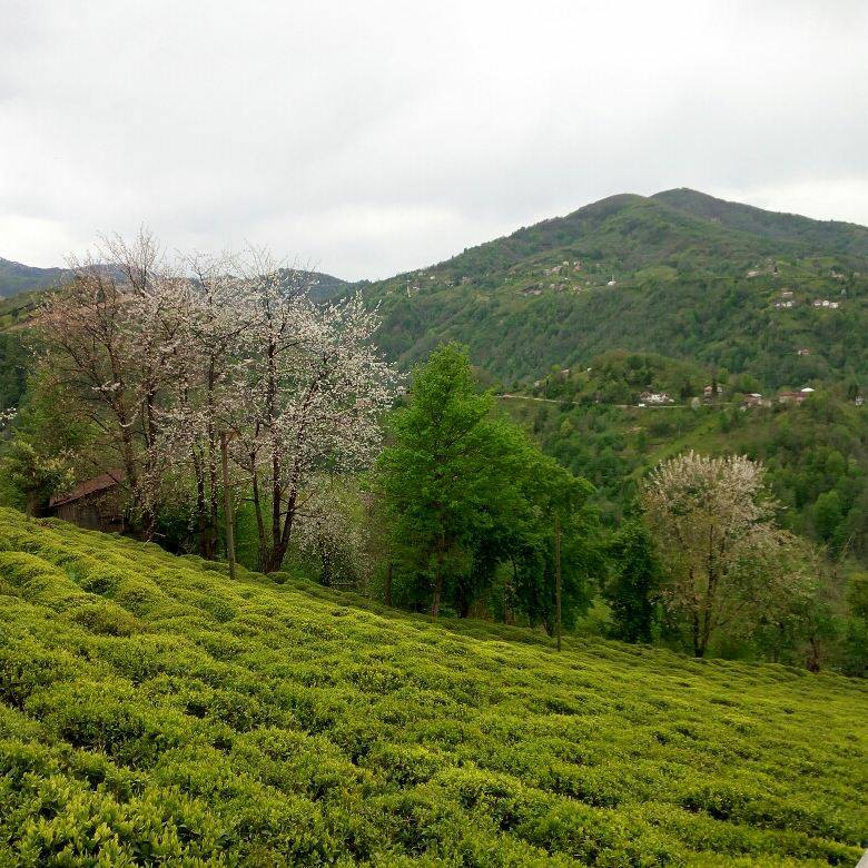 Pazar Yücehisar Köyü Resimleri 6