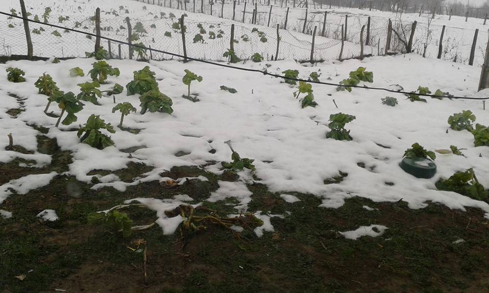 Çaycuma Yazıköy Köyü Resimleri 3