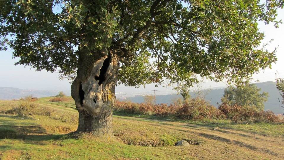 Çaycuma Yakademirciler Köyü  Resimleri 2