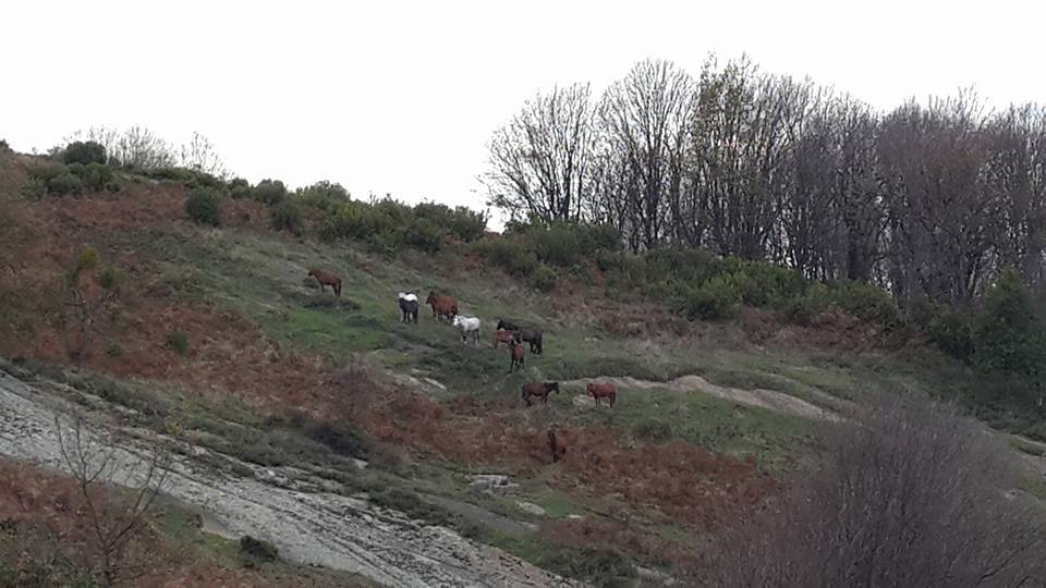 Çaycuma Temenler Köyü Resimleri 2