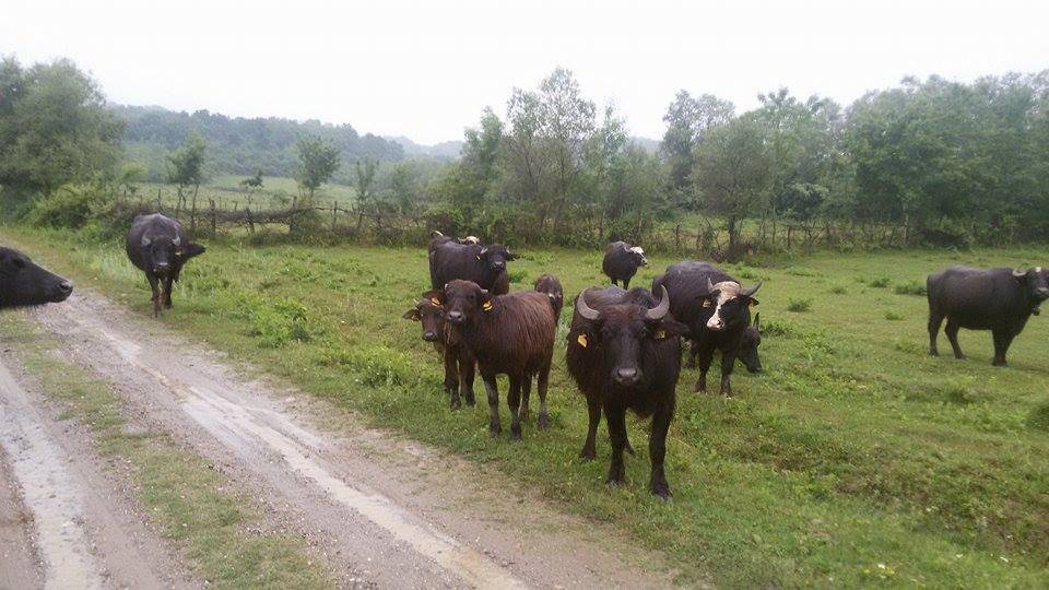 Çaycuma Kerimler Köyü Resimleri 4