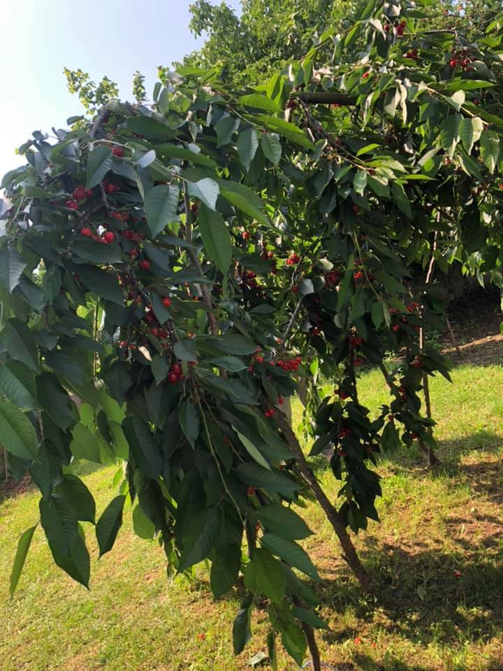 Çaycuma Karamusa Köyü Resimleri 2