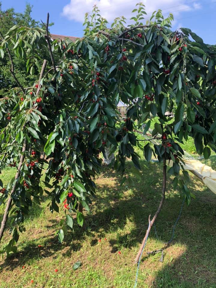 Çaycuma Karamusa Köyü Resimleri 4