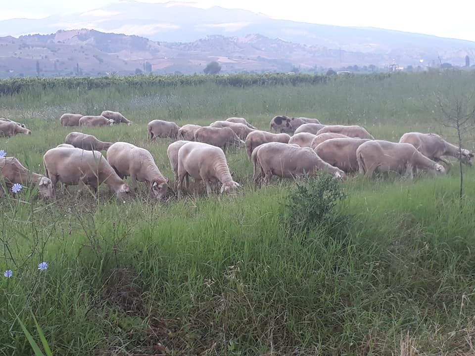 Alaşehir Çaylayan Köyü Resimleri 9