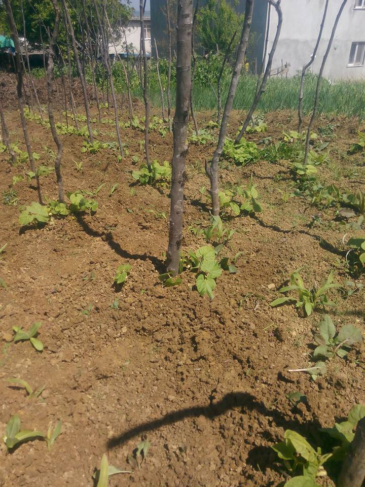 Çaycuma Kalaycıoğlu Köyü Resimleri 1