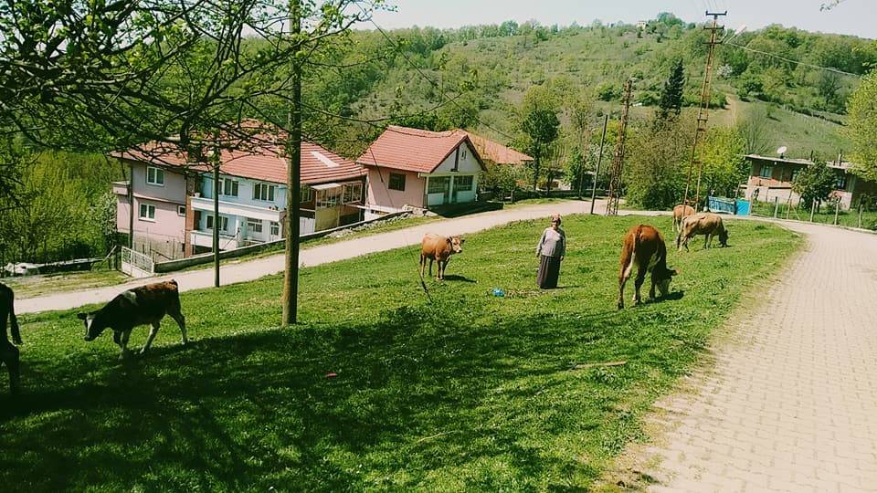 Gökçebey Bakiler Köyü Resimleri 2