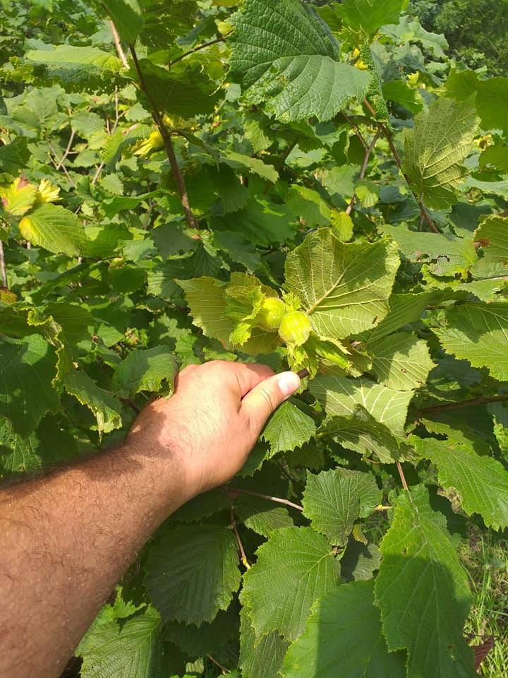 Çaycuma Hacılar Köyü Resimleri 1