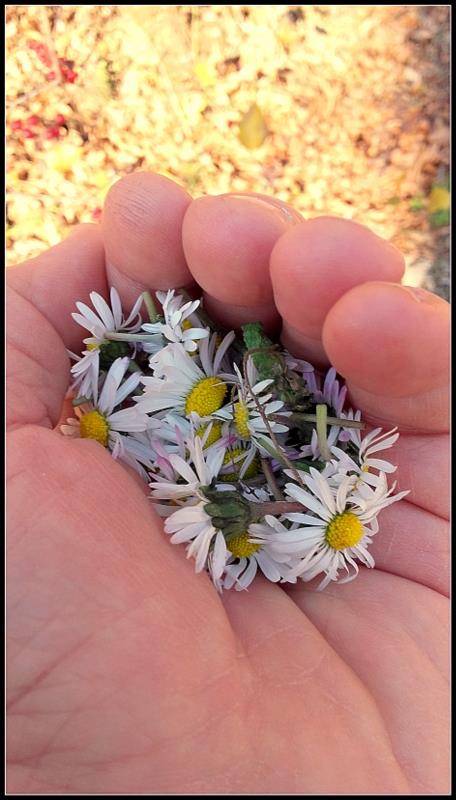 Çaycuma Esenyurt Köyü Resimleri 2