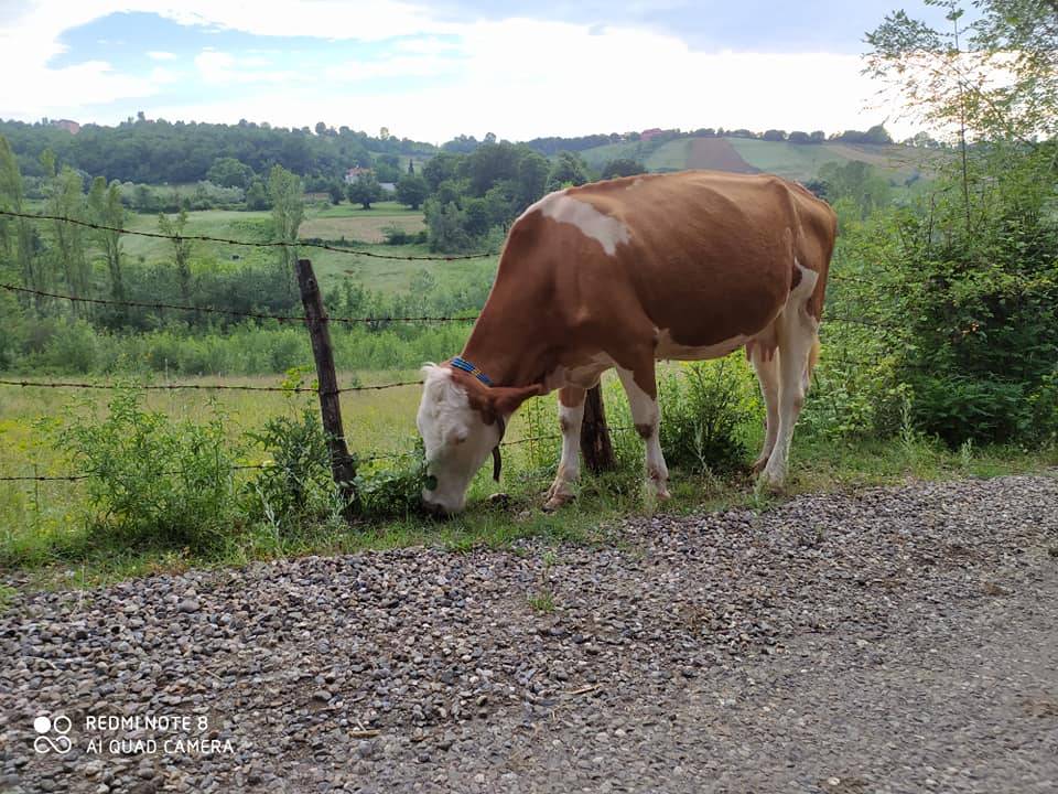 Çaycuma Dursunlar Köyü Resimleri 3