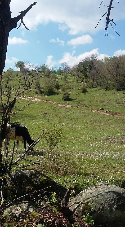 Çaycuma Esentepe Köyü Resimleri 4