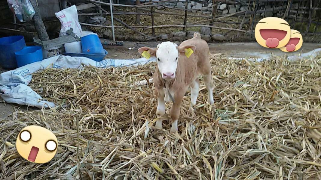 Çaycuma Burunkaya Köyü Resimleri 4