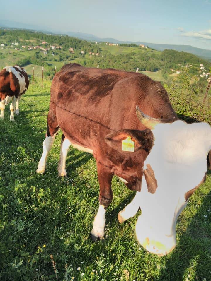 Çaycuma Basat Köyü Resimleri 2
