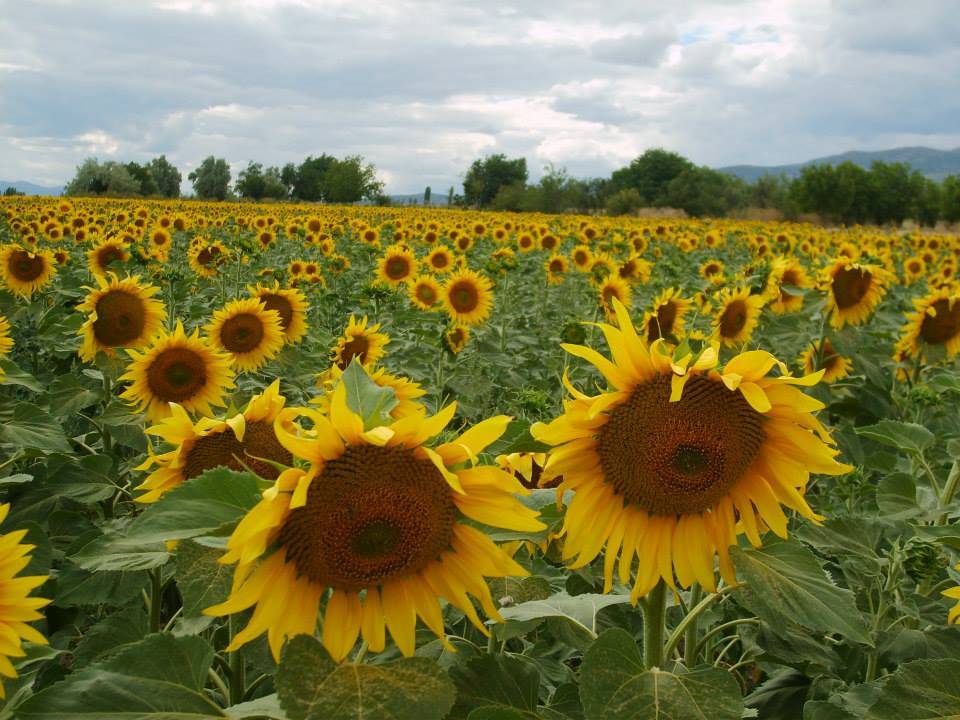 Çaycuma Aşağısarmaşık Köyü Resimleri 2