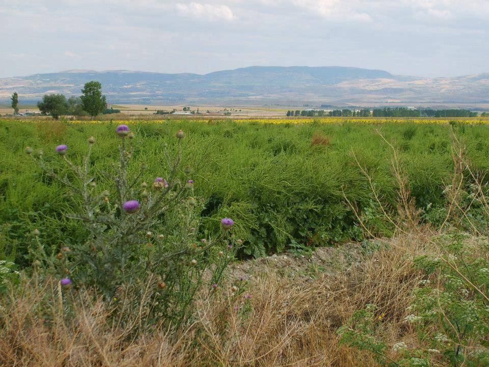 Çaycuma Aşağısarmaşık Köyü Resimleri 4