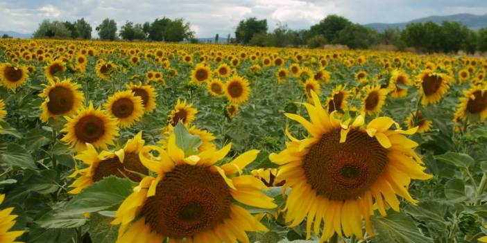 Çaycuma Aşağısarmaşık Köyü Resimleri