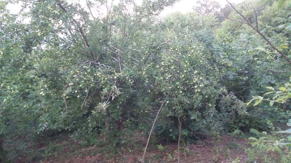 Çaycuma Dağüstü Köyü Resimleri 2