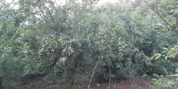 Çaycuma Dağüstü Köyü Resimleri