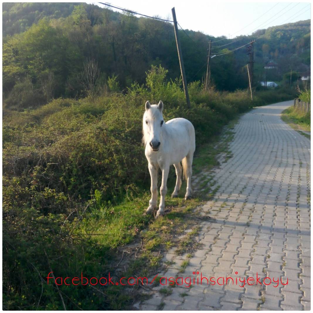 Çaycuma Aşağıihsaniye Köyü Resimleri 1
