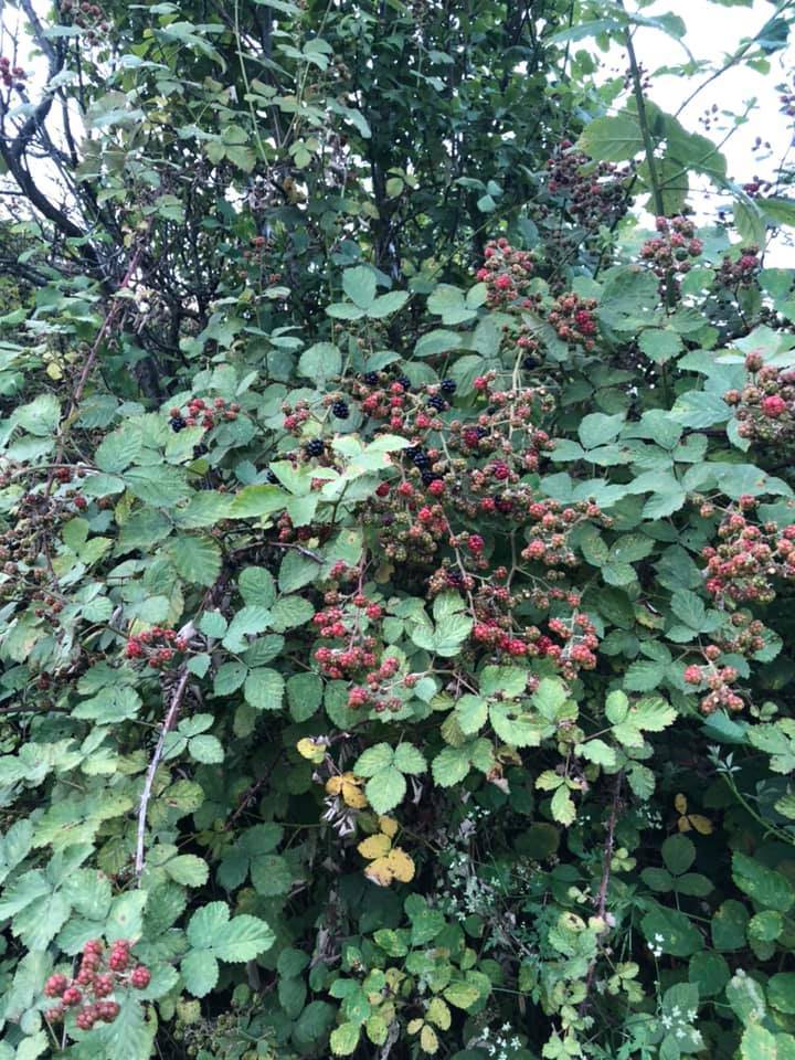 Çaycuma Aşağıihsaniye Köyü Resimleri 4