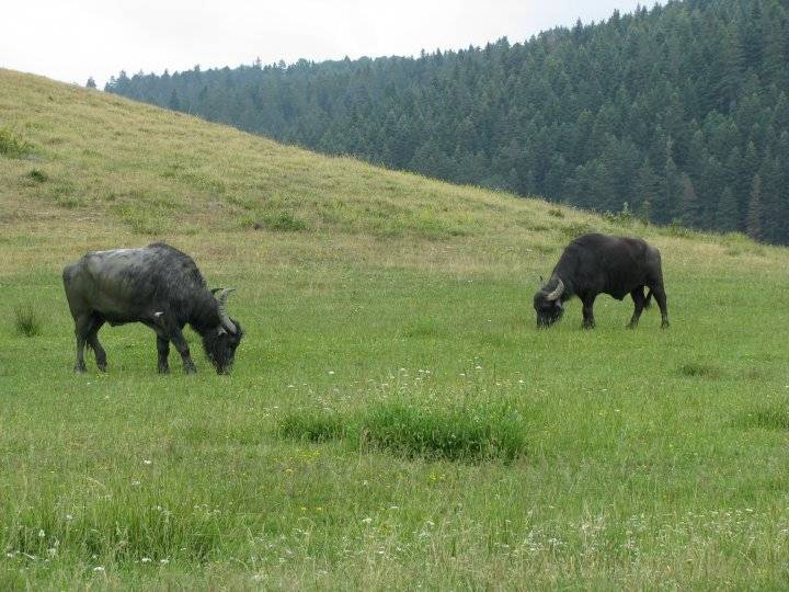 Çaycuma Aliköy Köyü Resimleri 1