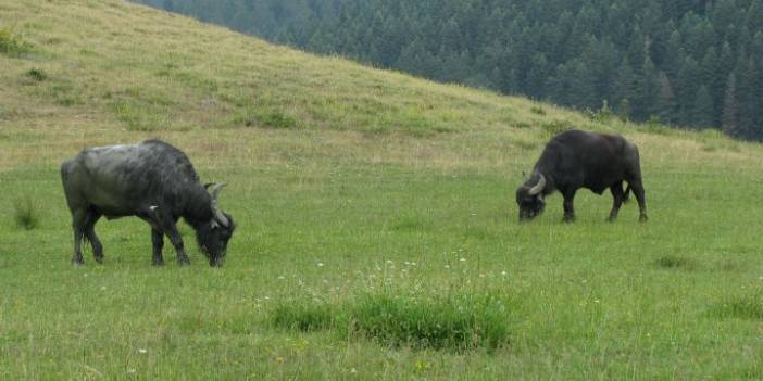 Çaycuma Aliköy Köyü Resimleri