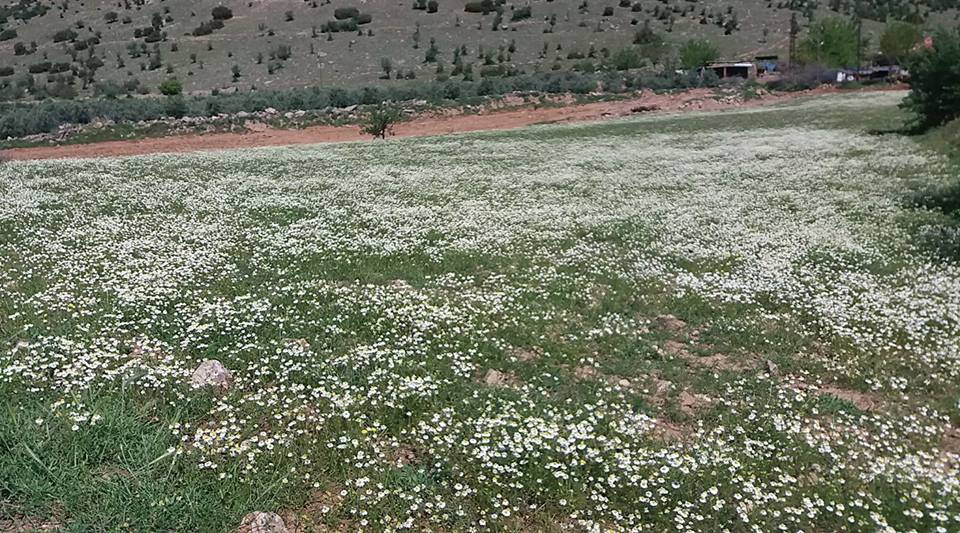 Alaşehir Girelli Köyü Resimleri 5