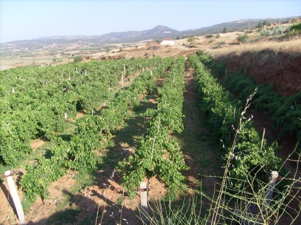 Alaşehir Girelli Köyü Resimleri 8