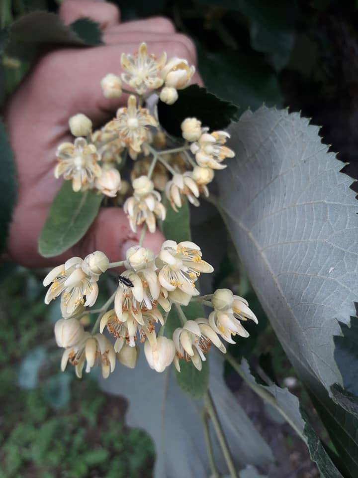 Alaplı Belen Köyü Resimleri 3