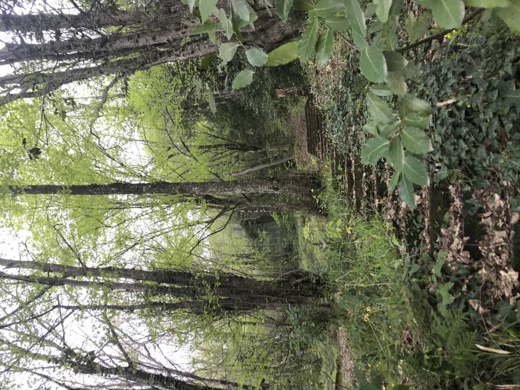 Alaplı Belen Köyü Resimleri 4