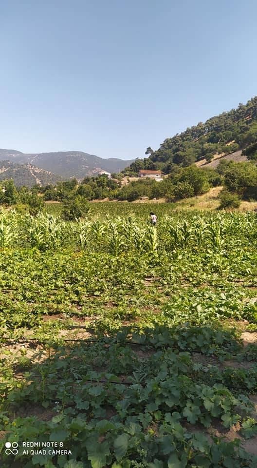 Kınık Büyükoba Köyü Resimleri 4