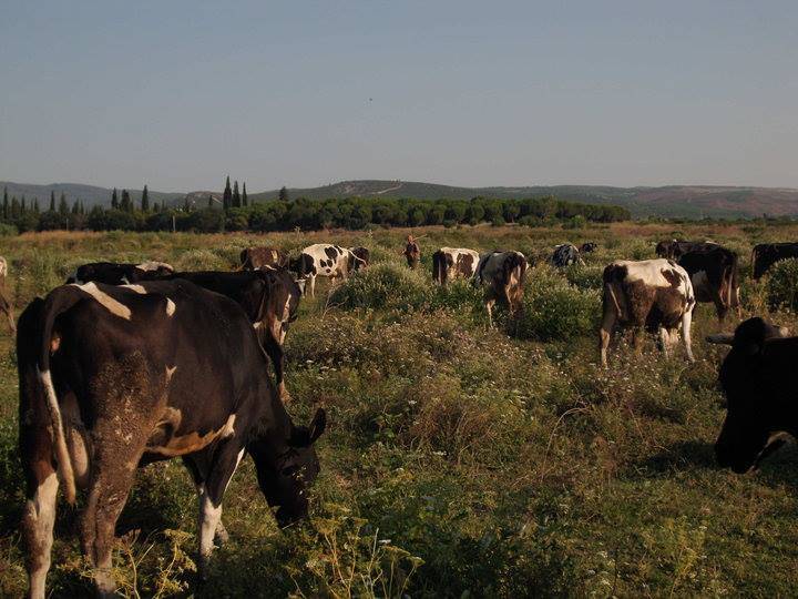 Kınık Dündarlı Köyü Resimleri 5