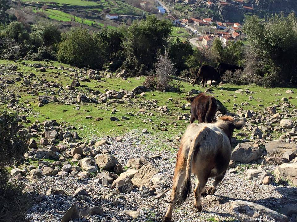 Kınık Karadere Köyü Resimleri 2