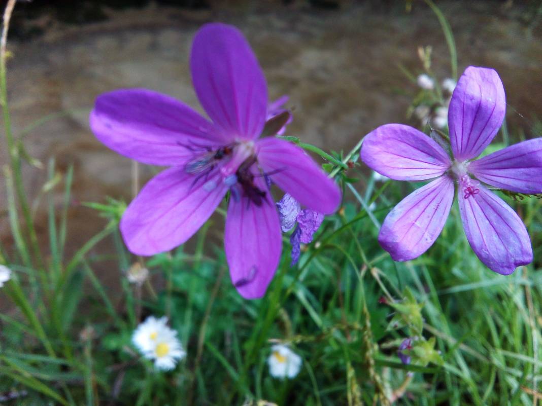 Kilimli Kurtköy Köyü  Resimleri 1