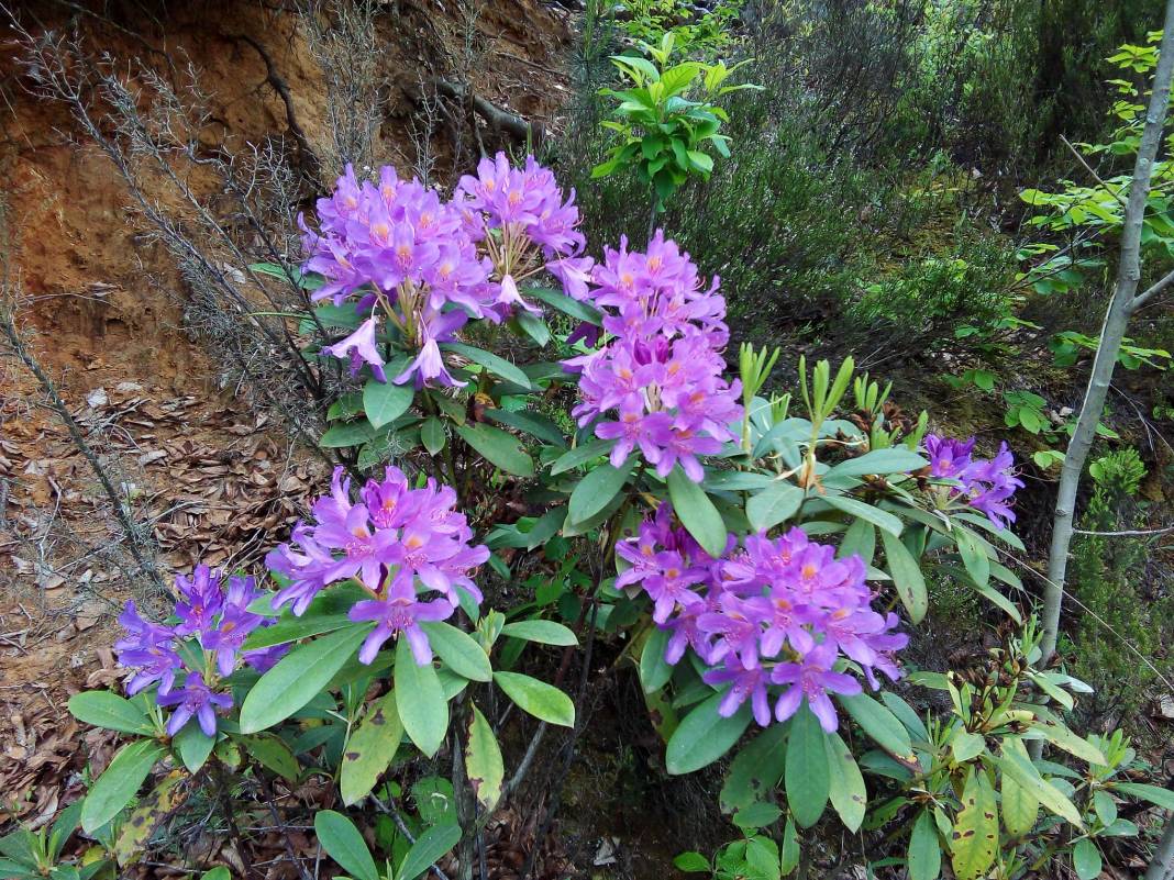 Kilimli Kurtköy Köyü  Resimleri 2