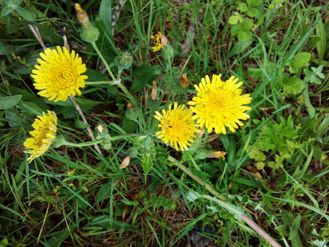 Kilimli Kurtköy Köyü  Resimleri 3