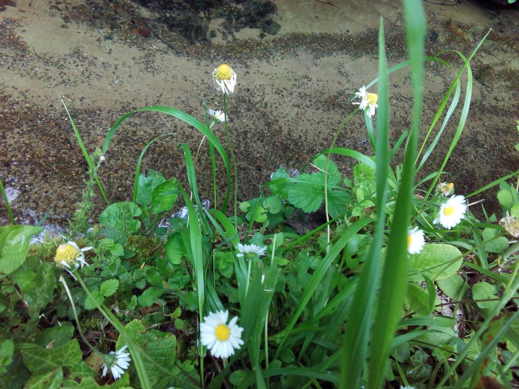 Kilimli Kurtköy Köyü  Resimleri 4