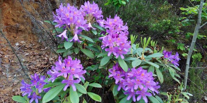 Kilimli Kurtköy Köyü Resimleri