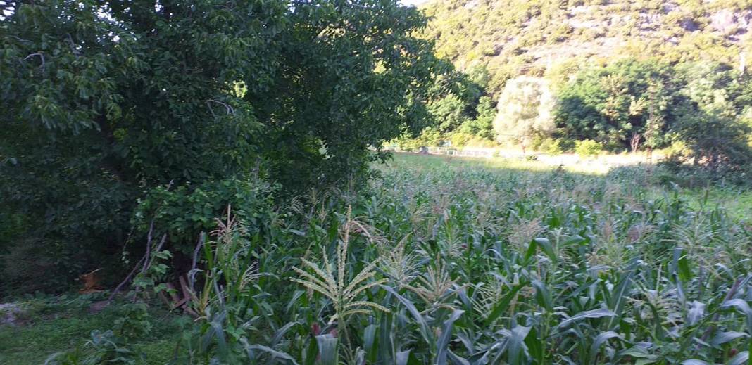 Kilimli Türkali Köyü Resimleri 2