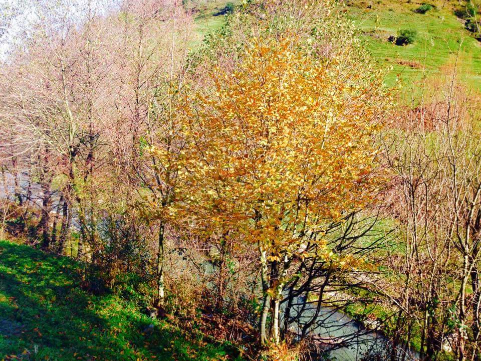 Kozlu Akşeyh Köyü Resimleri 1