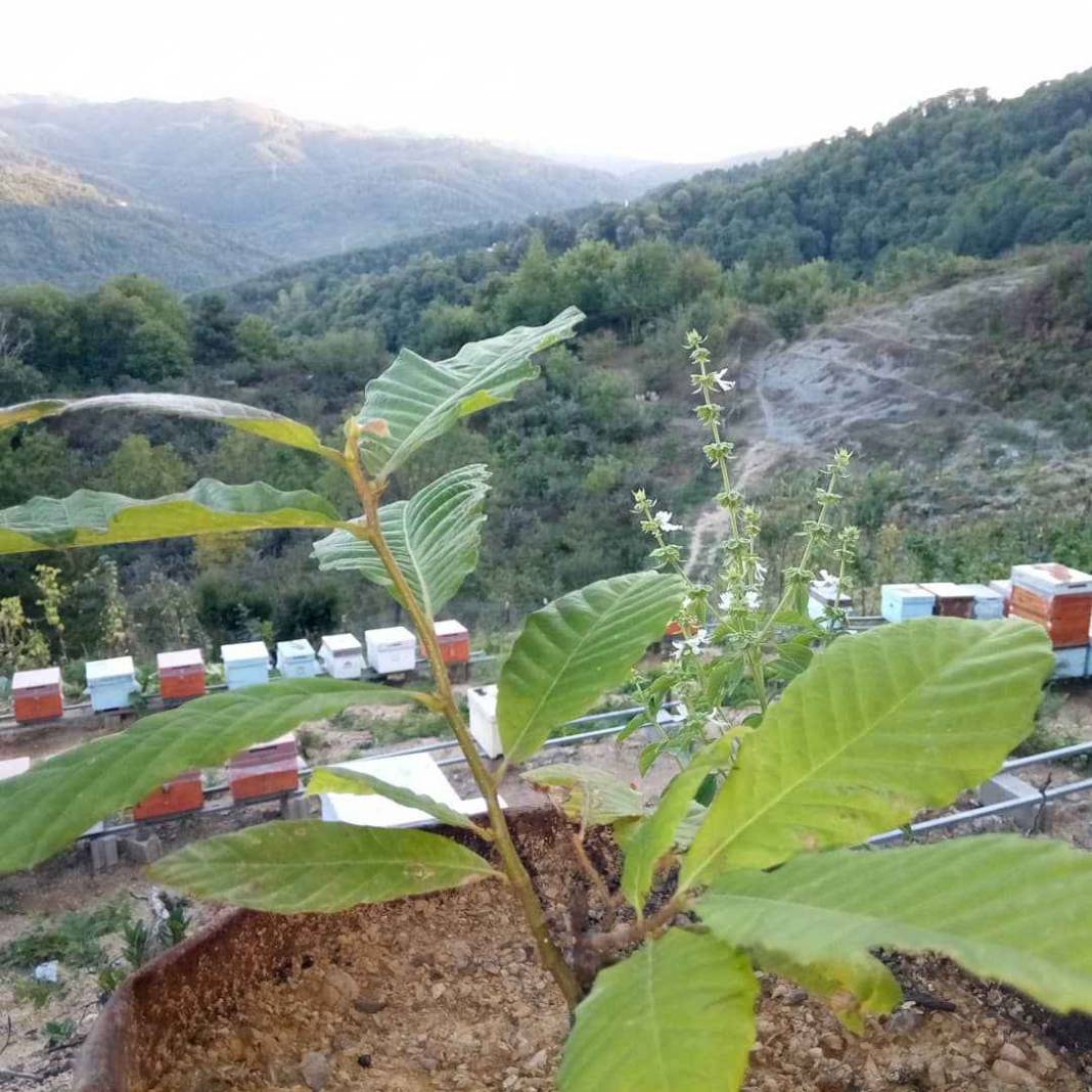 Kozlu Seyfetler Köyü Resimleri 1