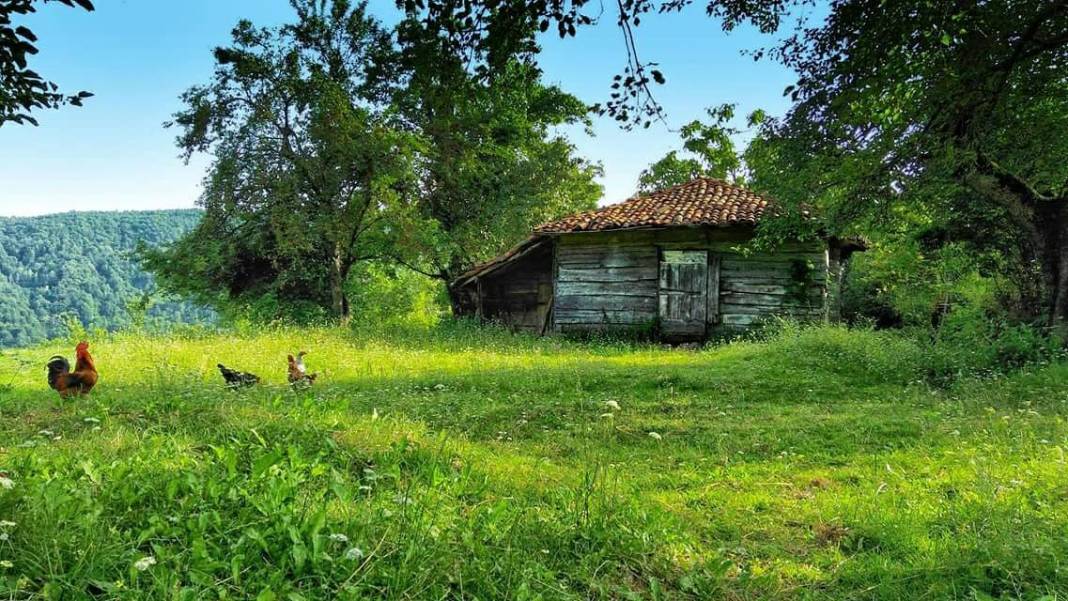 Kozlu Uzungüney Köyü Resimleri 5
