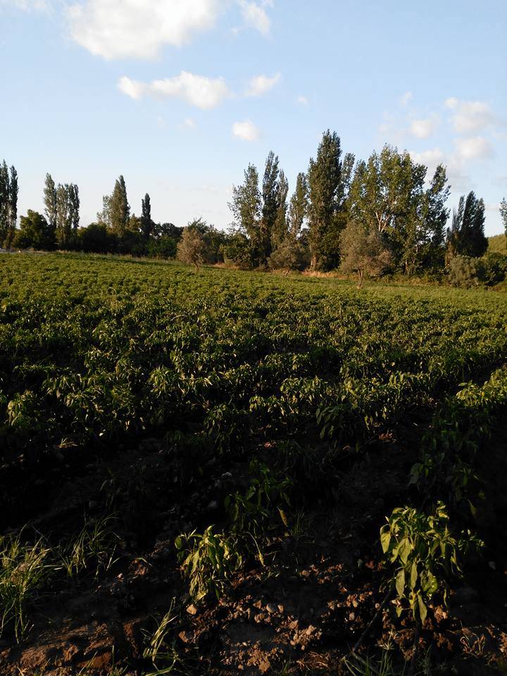 Kınık Musacalı Köyü Resimleri 4