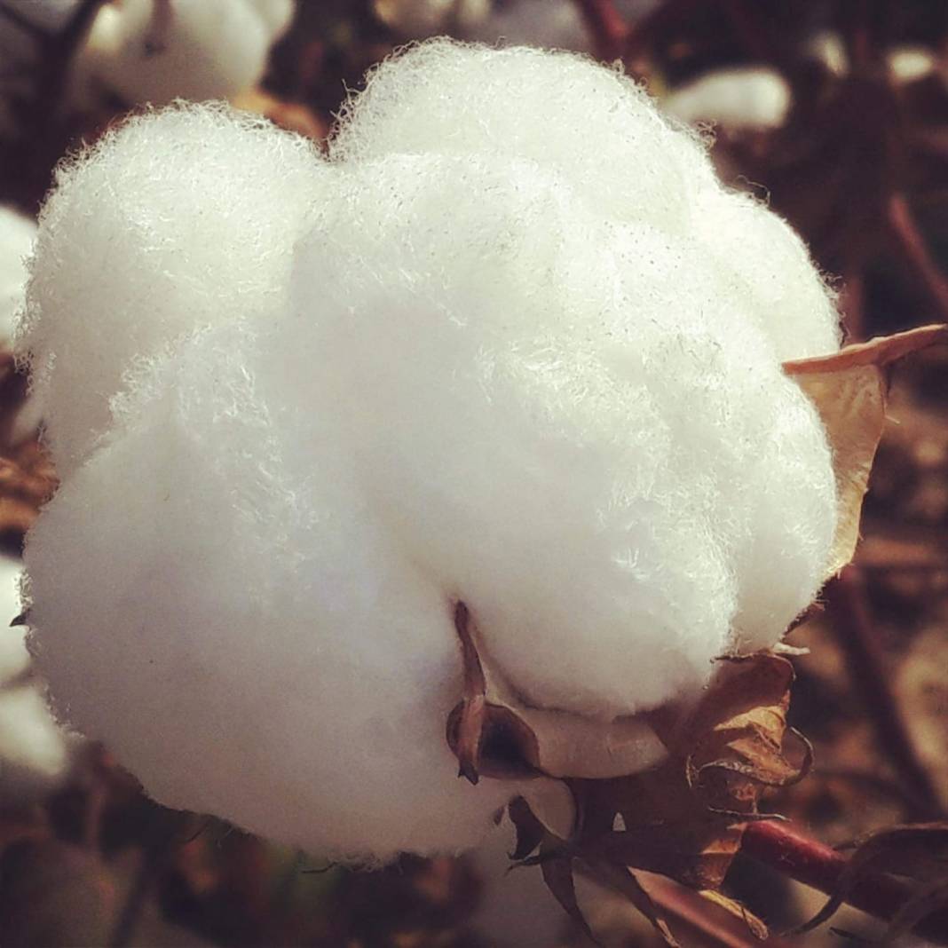 Akçakale Akbilek Köyü  Resimleri 1