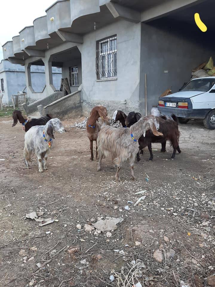 Akçakale Akbilek Köyü  Resimleri 2