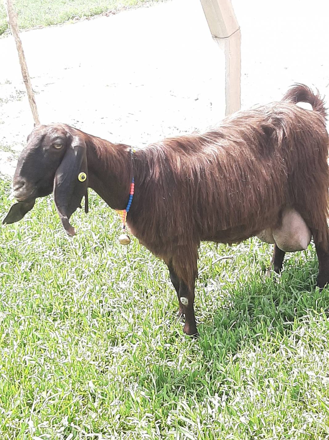 Akçakale Akbilek Köyü  Resimleri 3