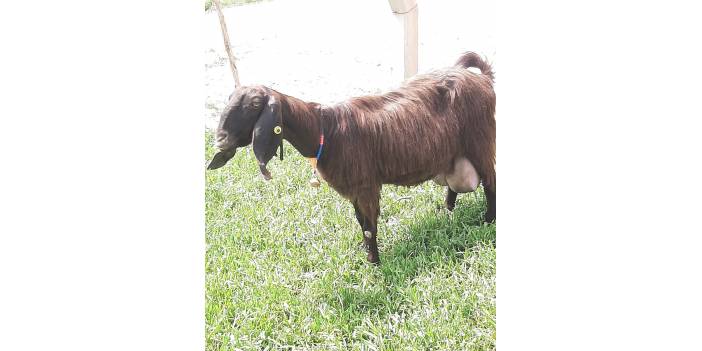 Akçakale Akbilek Köyü Resimleri