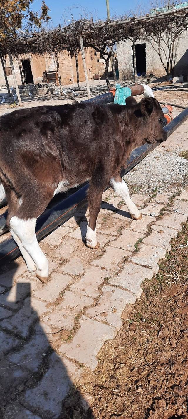 Akçakale Akdiken Köyü Resimleri 3